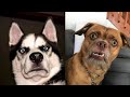 Best of Best 🐶 Dog SOO Cute! 🐶 Dogs - Awesome Funny dog Life Video 😇