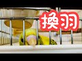 ちゃぴとぽぴに換羽がきて、4羽が甘えん坊になった。【セキセイインコ】　The molt has arrived.