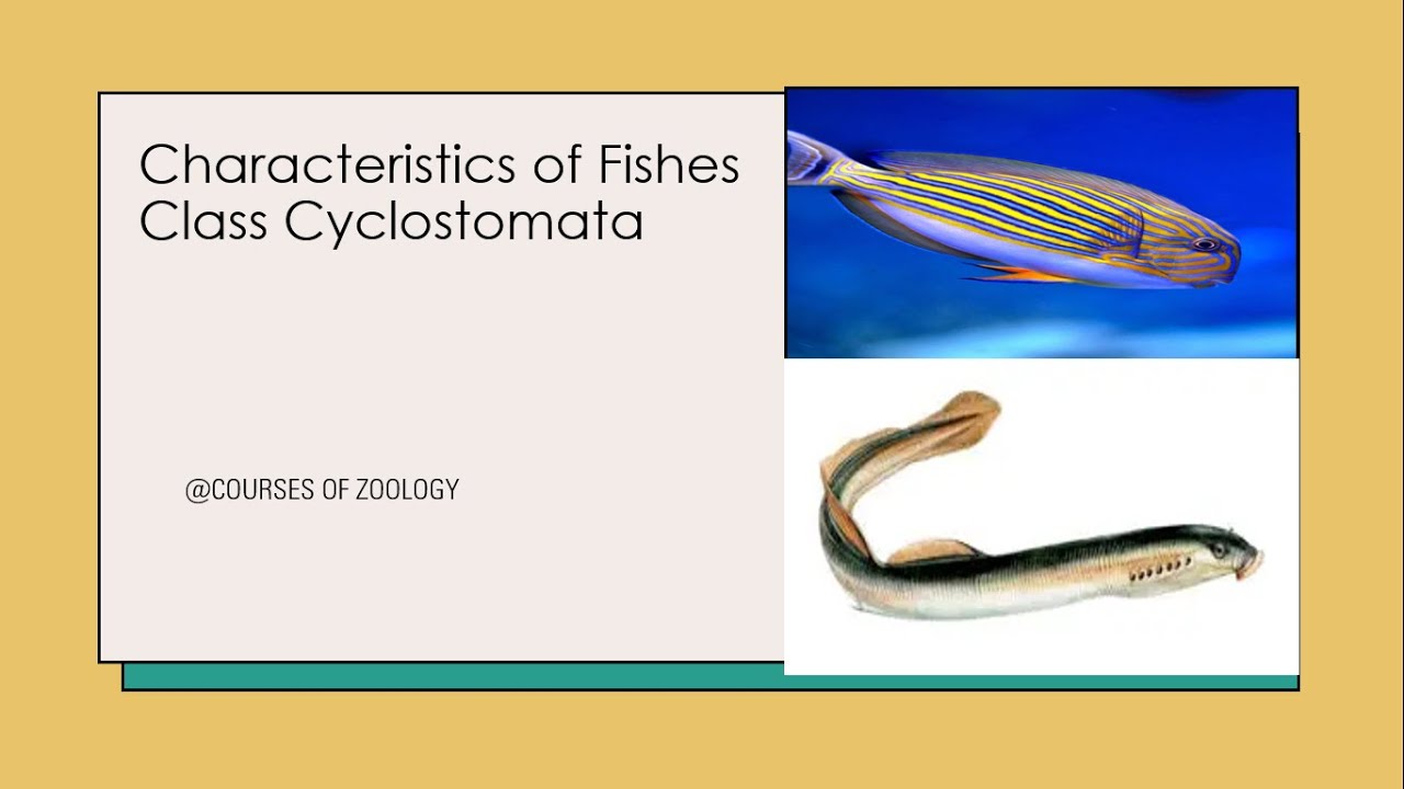 Characteristics of Class Cyclostomata |Calssfication of Fishes ...