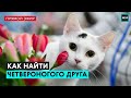 Как найти четвероногого друга | Прямая трансляция - Москва 24