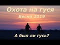 Охота на гуся 2019 весна. А был ли гусь?