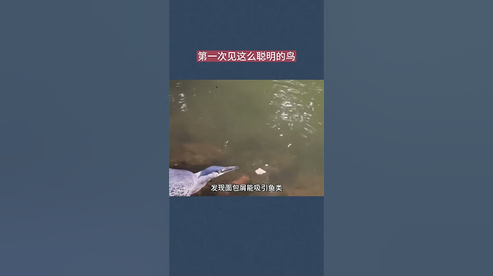 第一次见这么聪明的小鸟