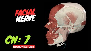 CN 7: Facial Nerve (Scheme, Pathway, Clinical Relevance) | Neuroanatomy