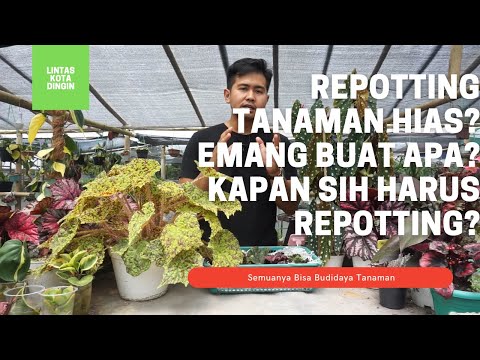 Video: Siapa yang bisa merepoting tanaman saya?