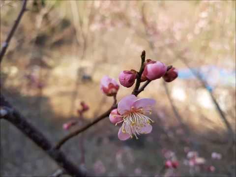 Mira 이해인 ['85 시낭송 모음집 Vol.1／큰소리로 말씀치 않으셔도] en YouTube