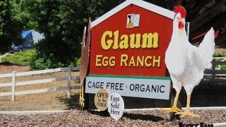 Glaum Egg Ranch and Dancing Chickens