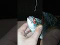 Double Eye Hook!#fishing#shorts#viralvideo#silverperch#fyp#saltwaterfishing