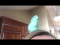 Small parrot talking, singing, and beatboxing #parrot #beatbox #cutebird #amazing #birdtalk #linnie