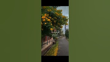 قل لن يصيبنا إلا ما كتب الله لنا |قرآن كريم 🌹 🌹💚 هدوء وراحة