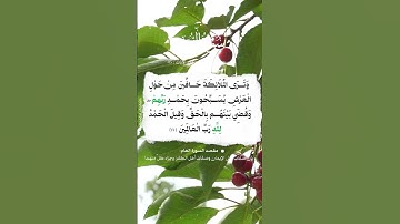📚 سورة الزمر 📜 الآية 75 #اكسبلور #المصحف #تيك_توك
