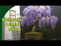 Amazing bonsai at the shinpaku bonsai show 2024 genk belgium