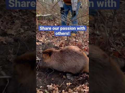 Monster beaver! Take