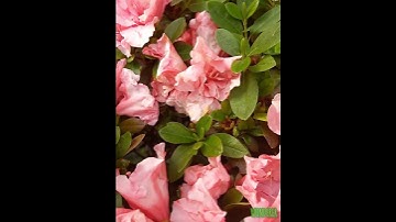 AMAZING ROSEBUDS AZALEA #shorts #flowers  #rosebud #wonderer
