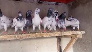 kabootar for sale in very cheap rates #birds #kabootar #pigeon #racer #pets