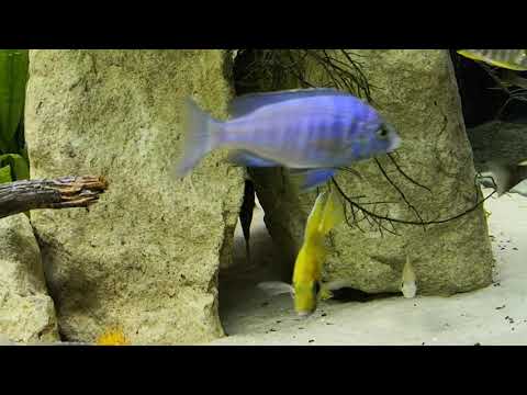 [860L] Haplochromis