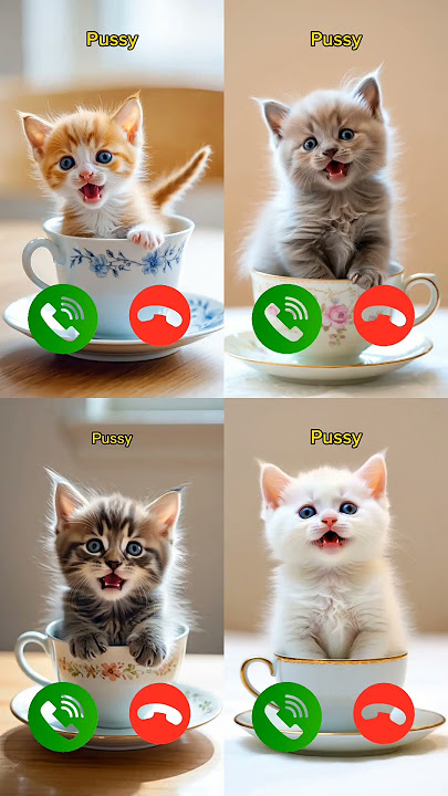 catcall #nocomment #aicat #monkcall #ringtone #ringtones #kitten #animallovers