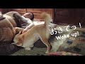 パパを起こしてって頼まれたのにパパに寝返る柴犬 Let dad up!