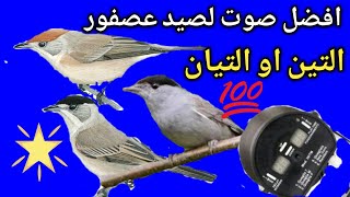 أفضل صوت لصيد عصفور التين او التيان 2022(عصفور التين)