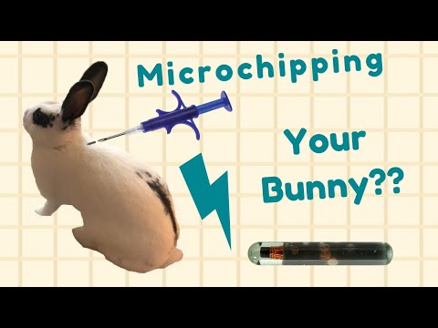 Is There A Need to Microchip Your Bunny?