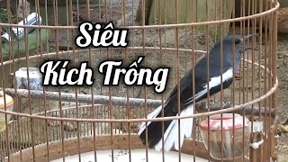 Đỉnh Cao Kích Choè Than Hót Sổng | Than Mái hót thúc trống cực căng