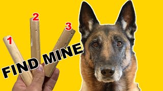 Teach Your DOG SCENT DETECTION - Basic Scent Training #1