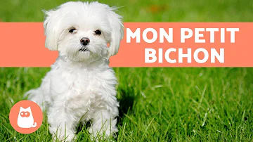 Quel est le prix d'un chien Bichon Maltais ?