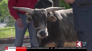 Around Siouxland: 60th annual Cherokee Rodeo