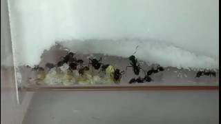 Жизнь муравьев (жнецы) в ускоренной съемке (х30). Песочная муравьиная ферма/формикарий