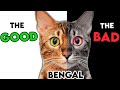 Avantages et inconvnients du chat du bengale  connatre