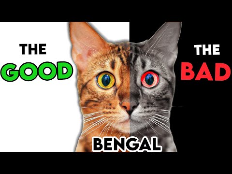 Video: Jazii și pericolele de a trăi cu o pisică de animale Bengal