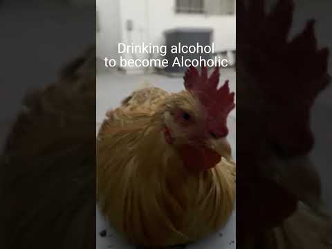 Wideo: Co to jest kurczak hajański?
