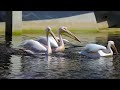 2023 04 26 China, Dalian Zoo. Common Pelican (pelecanus onocrotalus). Pelicano común.