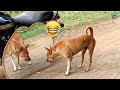 Dogs are Scared Mirror- Funny Animals Reaction | Amazing Animals