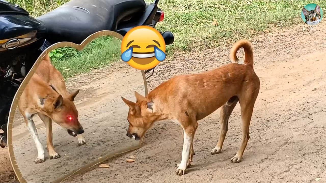 Testing Dog Reaction to Mirror - Funny Dog Mirror Reaction Compilation 