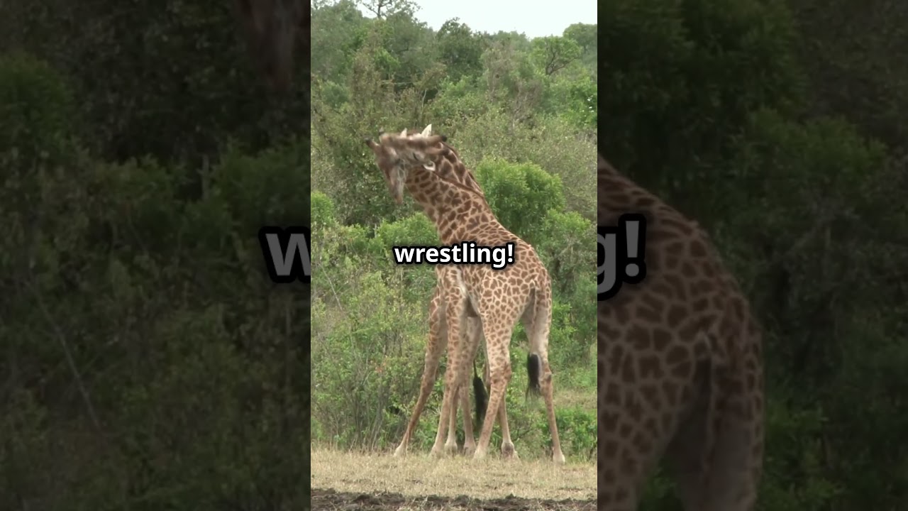 Giraffe Society: Friendships and Family