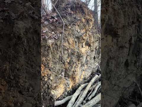 Tree roots grow