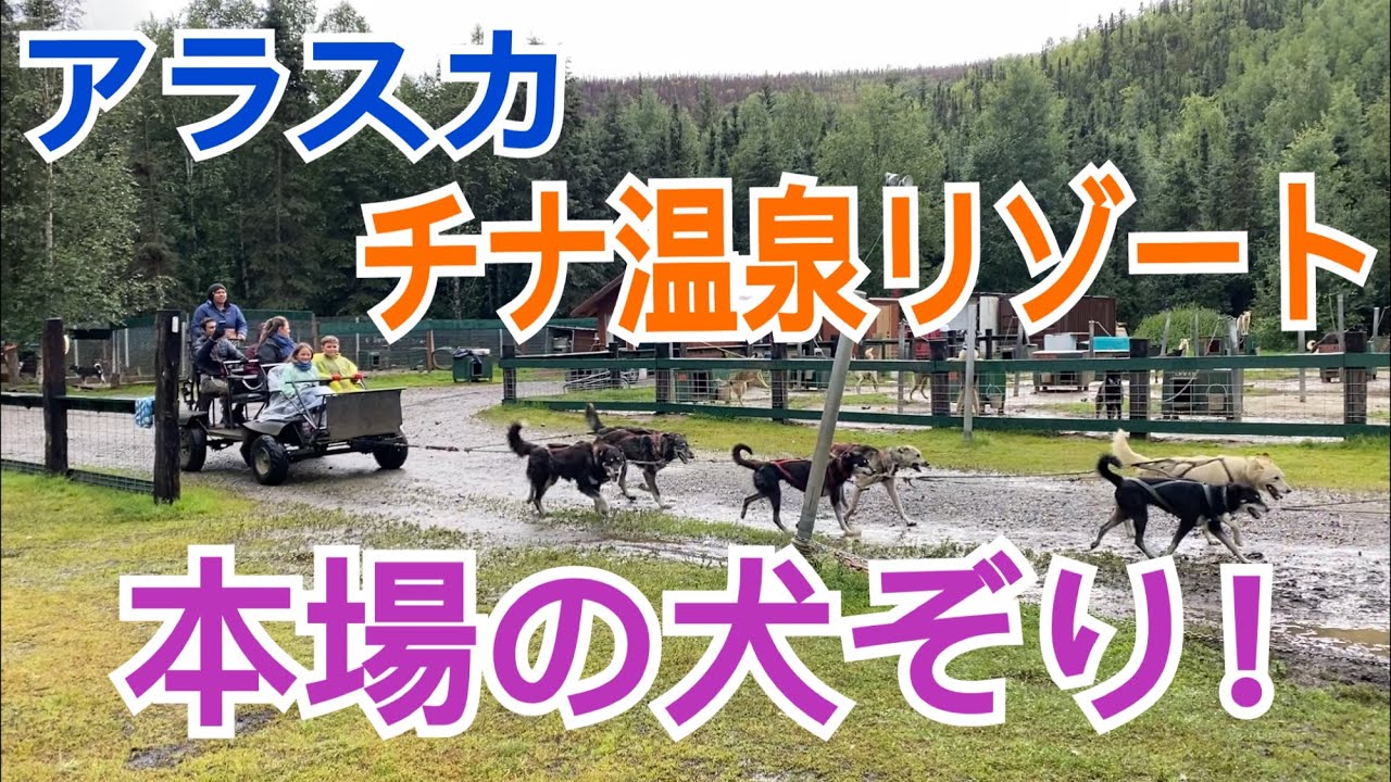 アラスカ 本場の犬ぞりに遭遇 チナ温泉リゾート Youtube