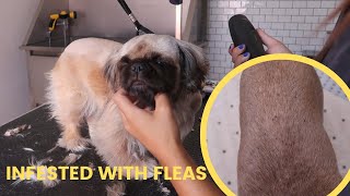 THIS DOG CAME TO THE GROOMERS INFESTED WITH FLEAS  | RURAL DOG GROOMING by Rural Dog Grooming 1,785 views 8 months ago 29 minutes