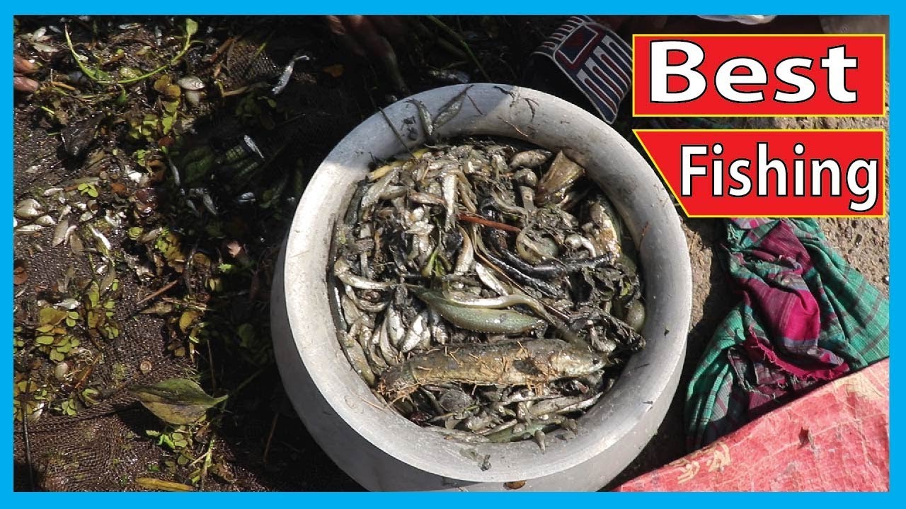 Amazing Net Fishing in Mud Puddle | Best Fish Catching in Water Hyacinth By Fishing Net | Fish Corn