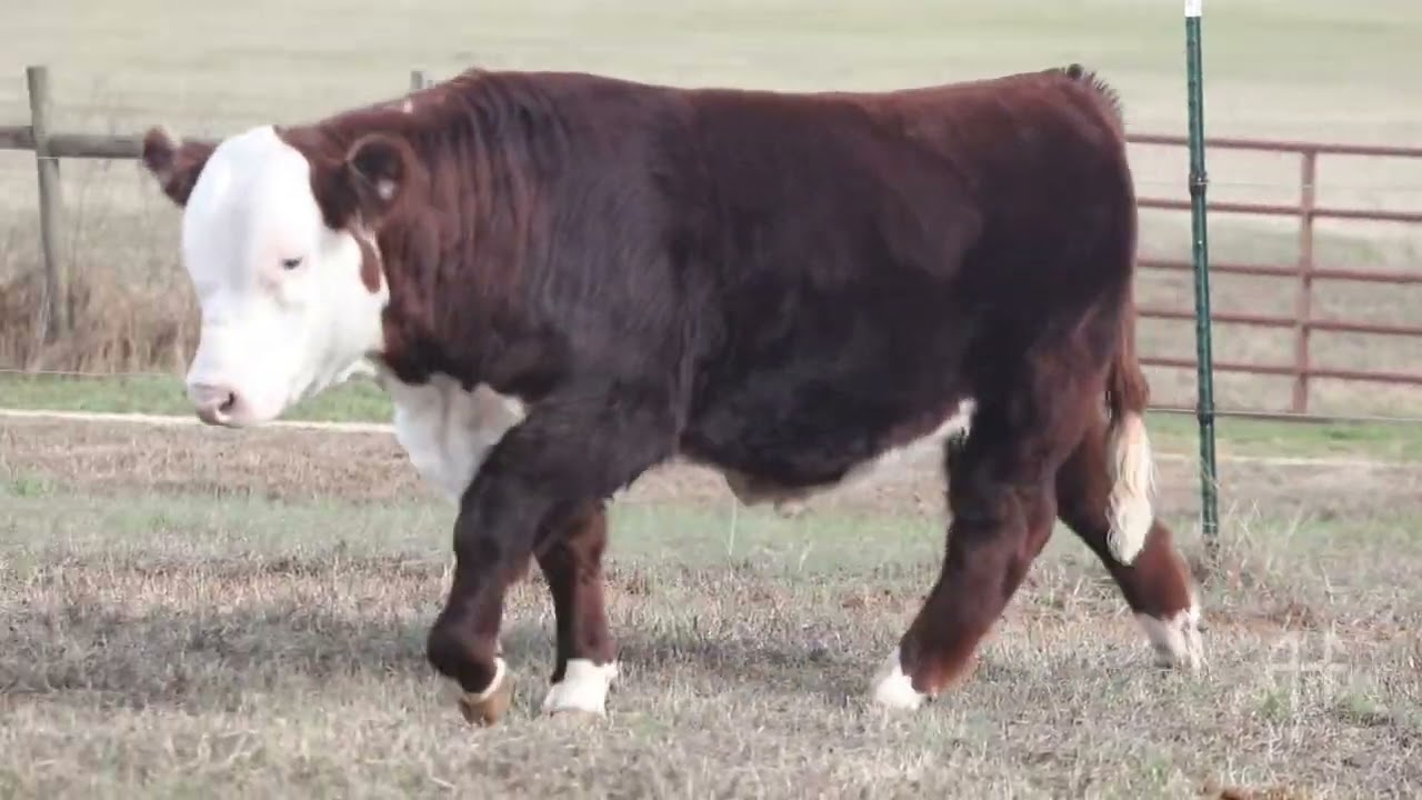 JC EMP AHF B413 Proform 20GL