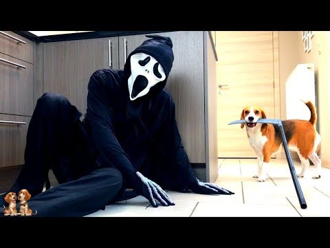 dogs-vs-ghostface-prank-:-funny-dogs-louie-and-marie