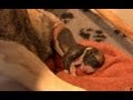 AMAZING! Staffordshire dog giving birth to 13 pups
