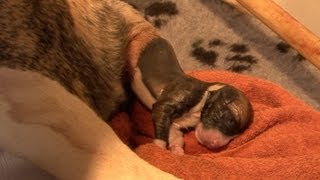 AMAZING! Staffordshire dog giving birth to 13 pups