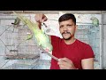 Teach Your Parrot Not To Bite | 100 % Working | Urdu /Hindi | PBI Official