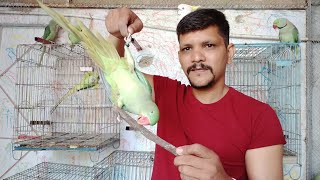 Teach Your Parrot Not To Bite | 100 % Working | Urdu /Hindi | PBI Official