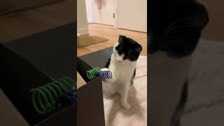 Tuxedo cat plays with spiral toys on cardboard box 💗