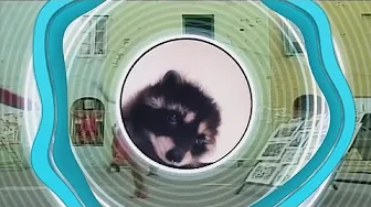RAFFAELLA CARRA PEDRO VS POPURRÍ QUEBRADITAS TUMBANDO CAÑA COMO LA LUNA EVA MARÍA 30 ANIVERSARIO RAFFAELLA CARRA PEDRO VS POPURRÍ QUEBRADITAS TUMBANDO CAÑA COMO LA LUNA EVA MARÍA 30 ANIVERSARIO