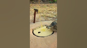 EASY simple quails trap / Underground quails trap #shorts