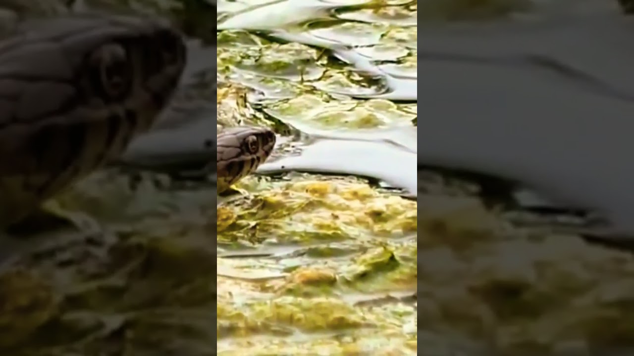 White Neck Snake Aquatick Evolution