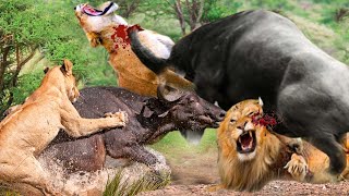 When Buffalo Fight Back Lion - Buffalo Make Lion Become Jokes _ Lion  Vs Buffalo